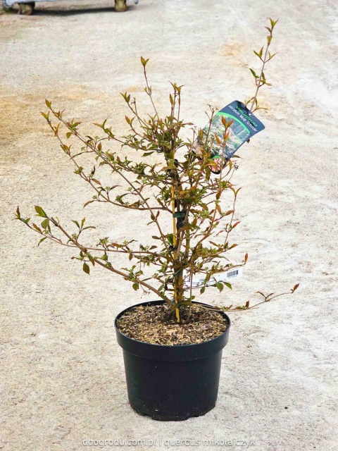 KALINA JAPOŃSKA Viburnum 'Molly Schroeder' RÓŻOWE KWIATY piętrowy pokrój C10