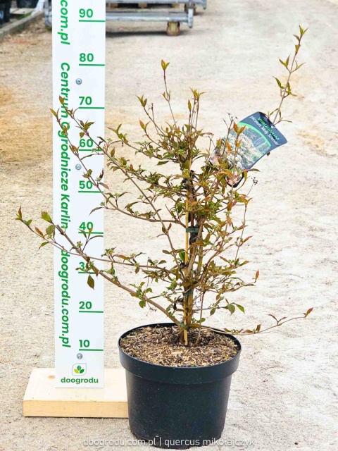KALINA JAPOŃSKA Viburnum 'Molly Schroeder' RÓŻOWE KWIATY piętrowy pokrój C10
