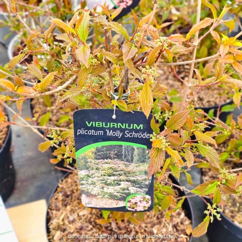 KALINA JAPOŃSKA Viburnum 'Molly Schroeder' RÓŻOWE KWIATY piętrowy pokrój C10