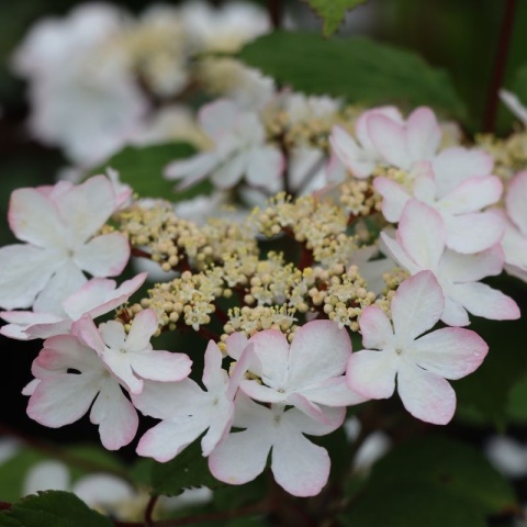 KALINA JAPOŃSKA Viburnum plicatum 'KILIMANDJARO SUNRISE' Piętrowy pokrój C3