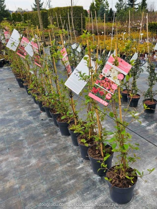 KALINA JAPOŃSKA Viburnum plicatum 'KILIMANDJARO SUNRISE' Piętrowy pokrój C3