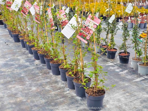 KALINA JAPOŃSKA Viburnum plicatum 'KILIMANDJARO SUNRISE' Piętrowy pokrój C3