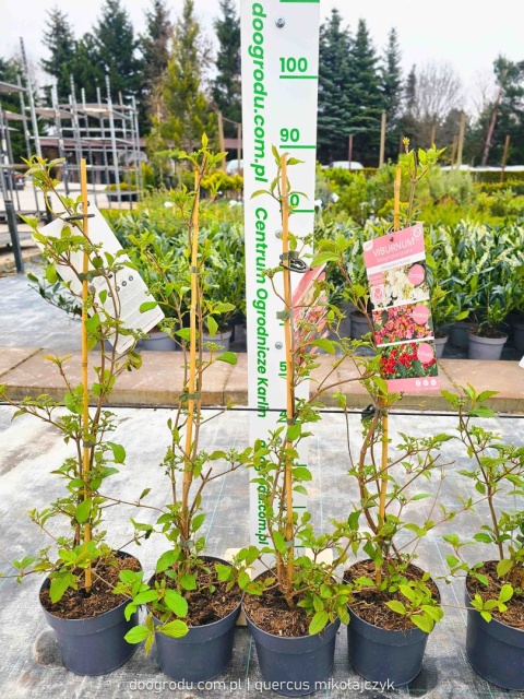 KALINA JAPOŃSKA Viburnum plicatum 'KILIMANDJARO SUNRISE' Piętrowy pokrój C3