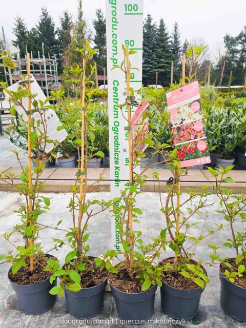 KALINA JAPOŃSKA Viburnum plicatum 'KILIMANDJARO SUNRISE' Piętrowy pokrój C3