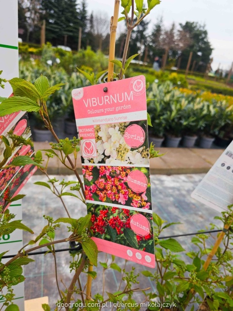 KALINA JAPOŃSKA Viburnum plicatum 'KILIMANDJARO SUNRISE' Piętrowy pokrój C3