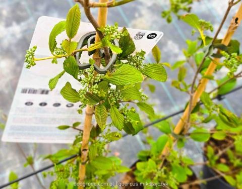 KALINA JAPOŃSKA Viburnum plicatum 'KILIMANDJARO SUNRISE' Piętrowy pokrój C3