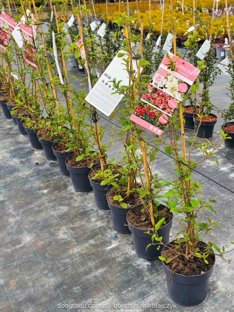 KALINA JAPOŃSKA Viburnum plicatum 'KILIMANDJARO SUNRISE' Piętrowy pokrój C3