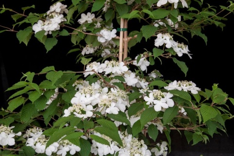 KALINA JAPOŃSKA Viburnum plicatum 'KILIMANDJARO SUNRISE' Piętrowy pokrój C3