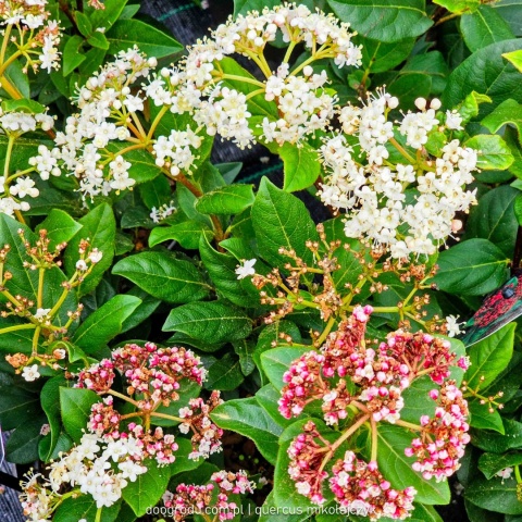 KALINA WAWRZYNOWATA Viburnum 'Gwenllian' KWITNIE ZIMĄ Zimozielona C2