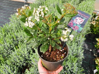 KALINA WAWRZYNOWATA Viburnum 'Gwenllian' KWITNIE ZIMĄ Zimozielona C2