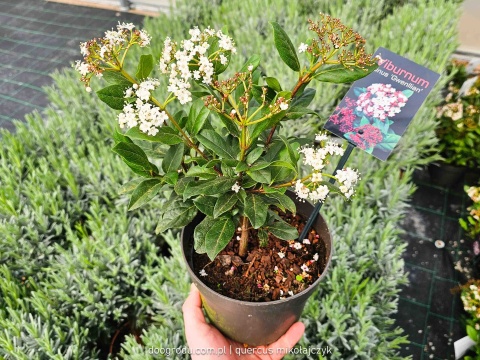 KALINA WAWRZYNOWATA Viburnum 'Gwenllian' KWITNIE ZIMĄ Zimozielona C2