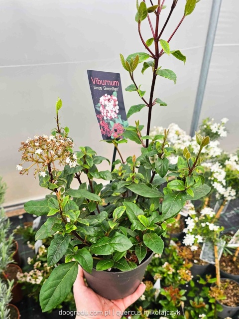 KALINA WAWRZYNOWATA Viburnum 'Gwenllian' KWITNIE ZIMĄ Zimozielona C2