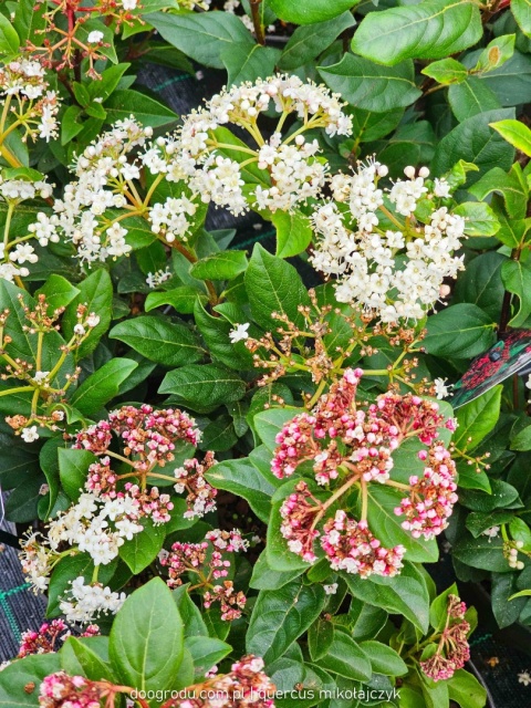 KALINA WAWRZYNOWATA Viburnum 'Gwenllian' KWITNIE ZIMĄ Zimozielona C2