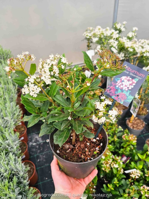 KALINA WAWRZYNOWATA Viburnum 'Gwenllian' KWITNIE ZIMĄ Zimozielona C2