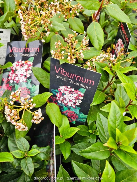 KALINA WAWRZYNOWATA Viburnum 'Gwenllian' KWITNIE ZIMĄ Zimozielona C2