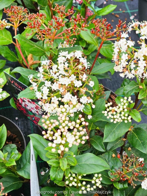 KALINA WAWRZYNOWATA Viburnum 'Gwenllian' KWITNIE ZIMĄ Zimozielona C2