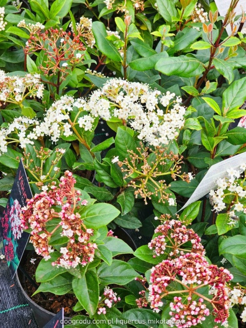 KALINA WAWRZYNOWATA Viburnum 'Gwenllian' KWITNIE ZIMĄ Zimozielona C2