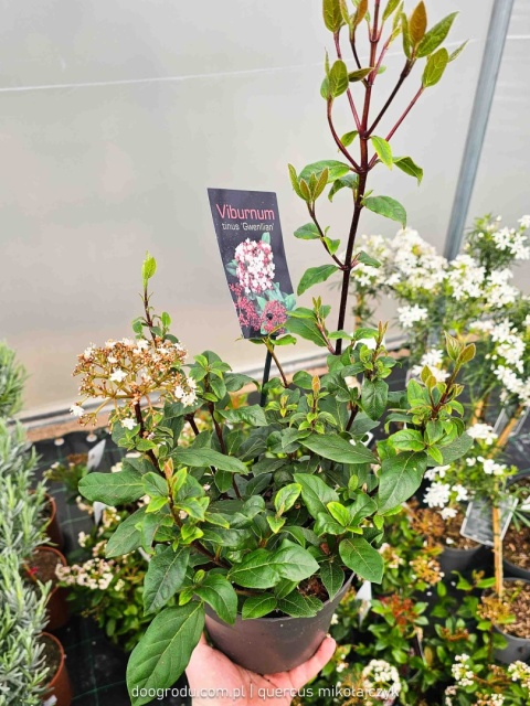 KALINA WAWRZYNOWATA Viburnum 'Gwenllian' KWITNIE ZIMĄ Zimozielona C2