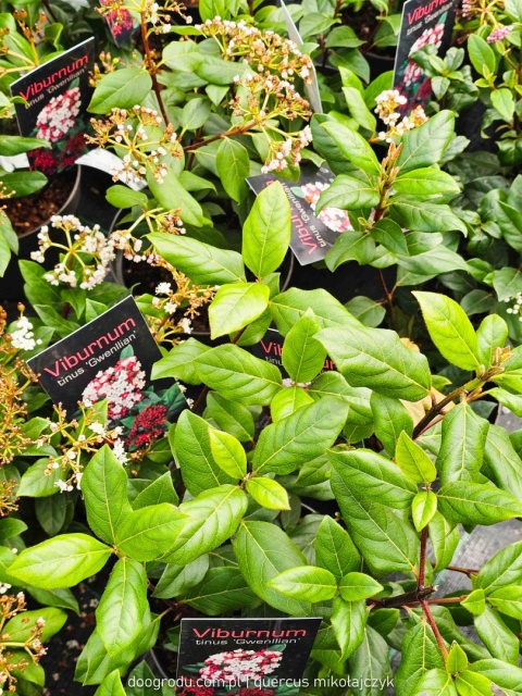 KALINA WAWRZYNOWATA Viburnum 'Gwenllian' KWITNIE ZIMĄ Zimozielona C2