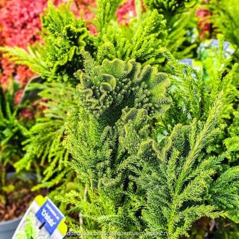 KRYPTOMERIA JAPOŃSKA Cryptomeria 'CRISTATA' szydlica wachlarzowate pędy C5