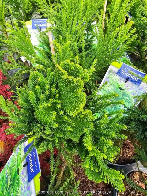 KRYPTOMERIA JAPOŃSKA Cryptomeria 'CRISTATA' szydlica wachlarzowate pędy C5