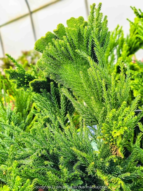KRYPTOMERIA JAPOŃSKA Cryptomeria 'CRISTATA' szydlica wachlarzowate pędy C5