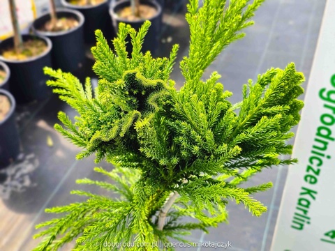KRYPTOMERIA JAPOŃSKA Cryptomeria 'CRISTATA' szydlica wachlarzowate pędy C5
