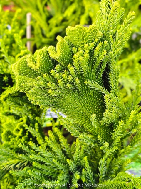 KRYPTOMERIA JAPOŃSKA Cryptomeria 'CRISTATA' szydlica wachlarzowate pędy C5