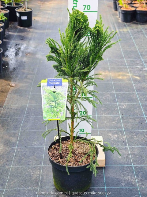 KRYPTOMERIA JAPOŃSKA Cryptomeria 'CRISTATA' szydlica wachlarzowate pędy C5