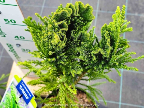 KRYPTOMERIA JAPOŃSKA Cryptomeria 'CRISTATA' szydlica wachlarzowate pędy C5