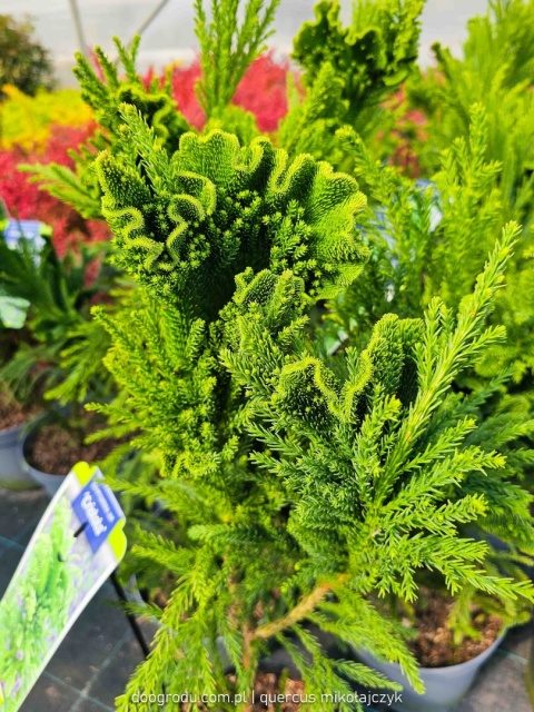 KRYPTOMERIA JAPOŃSKA Cryptomeria 'CRISTATA' szydlica wachlarzowate pędy C5