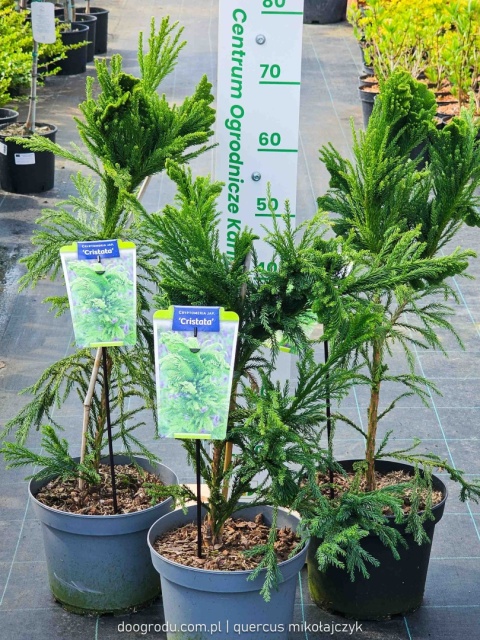KRYPTOMERIA JAPOŃSKA Cryptomeria 'CRISTATA' szydlica wachlarzowate pędy C5