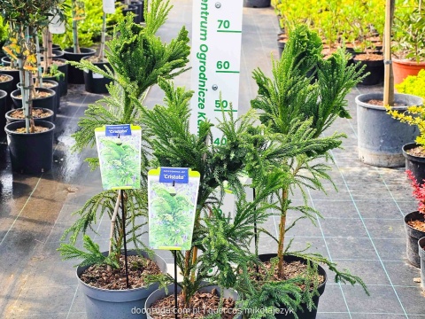 KRYPTOMERIA JAPOŃSKA Cryptomeria 'CRISTATA' szydlica wachlarzowate pędy C5