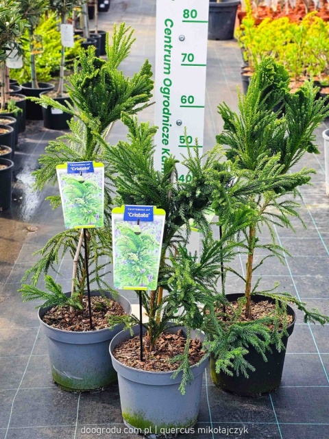 KRYPTOMERIA JAPOŃSKA Cryptomeria 'CRISTATA' szydlica wachlarzowate pędy C5