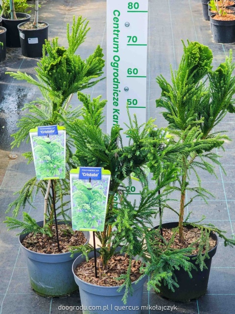 KRYPTOMERIA JAPOŃSKA Cryptomeria 'CRISTATA' szydlica wachlarzowate pędy C5