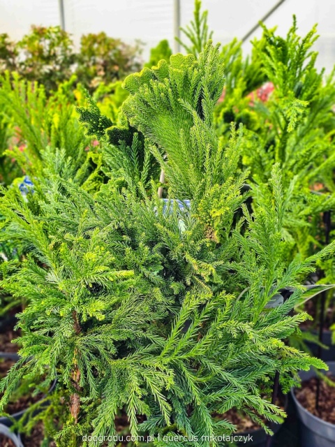 KRYPTOMERIA JAPOŃSKA Cryptomeria 'CRISTATA' szydlica wachlarzowate pędy C5