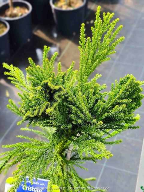 KRYPTOMERIA JAPOŃSKA Cryptomeria 'CRISTATA' szydlica wachlarzowate pędy C5