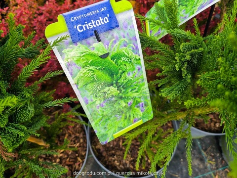 KRYPTOMERIA JAPOŃSKA Cryptomeria 'CRISTATA' szydlica wachlarzowate pędy C5