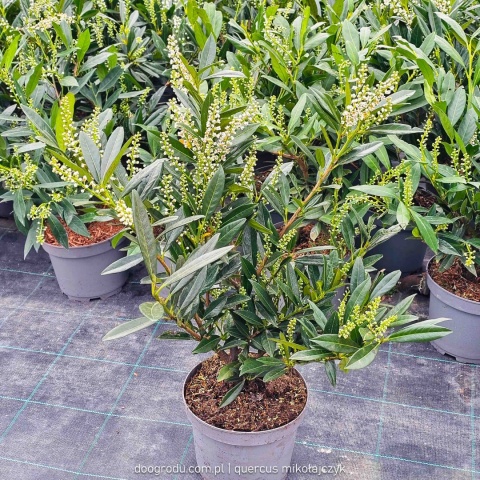 LAUROWIŚNIA Prunus 'Otto Luyken' NISKI ZIMOZIELONY ŻYWOPŁOT białe kwiaty C3