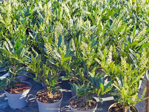 LAUROWIŚNIA Prunus 'Otto Luyken' NISKI ZIMOZIELONY ŻYWOPŁOT białe kwiaty C3