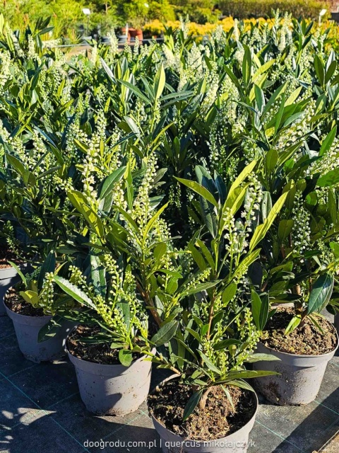 LAUROWIŚNIA Prunus 'Otto Luyken' NISKI ZIMOZIELONY ŻYWOPŁOT białe kwiaty C3
