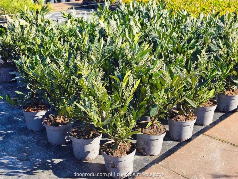 LAUROWIŚNIA Prunus 'Otto Luyken' NISKI ZIMOZIELONY ŻYWOPŁOT białe kwiaty C3