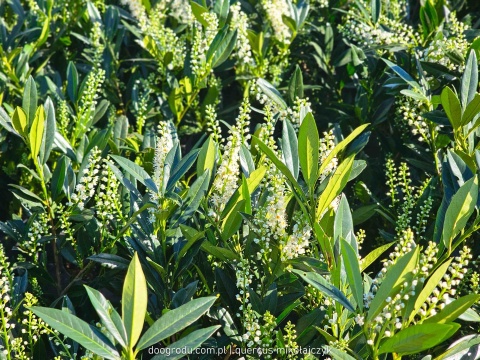 LAUROWIŚNIA Prunus 'Otto Luyken' NISKI ZIMOZIELONY ŻYWOPŁOT białe kwiaty C3