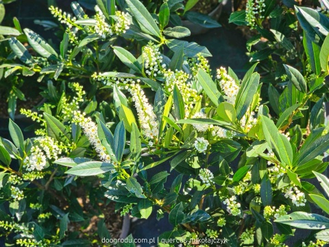 LAUROWIŚNIA Prunus 'Otto Luyken' NISKI ZIMOZIELONY ŻYWOPŁOT białe kwiaty C3