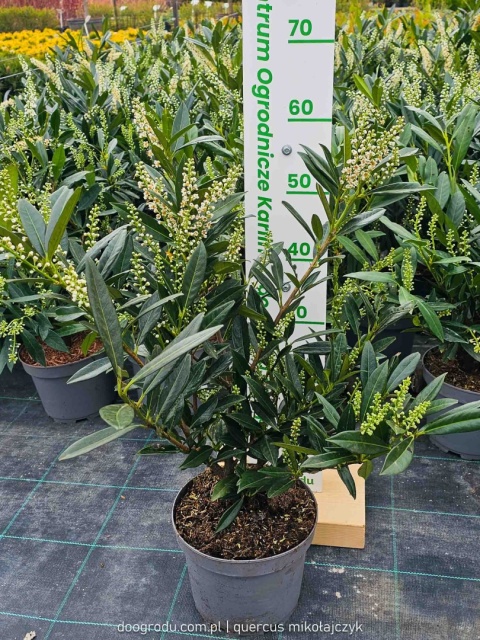 LAUROWIŚNIA Prunus 'Otto Luyken' NISKI ZIMOZIELONY ŻYWOPŁOT białe kwiaty C3