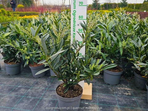 LAUROWIŚNIA Prunus 'Otto Luyken' NISKI ZIMOZIELONY ŻYWOPŁOT białe kwiaty C3