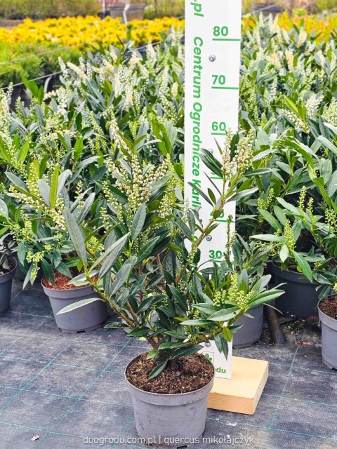 LAUROWIŚNIA Prunus 'Otto Luyken' NISKI ZIMOZIELONY ŻYWOPŁOT białe kwiaty C3
