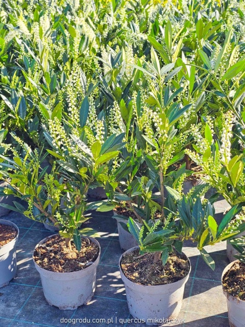 LAUROWIŚNIA Prunus 'Otto Luyken' NISKI ZIMOZIELONY ŻYWOPŁOT białe kwiaty C3