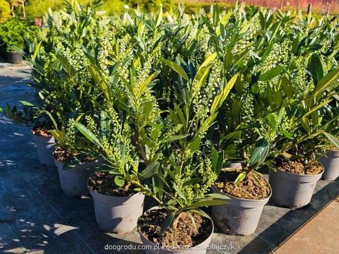 LAUROWIŚNIA Prunus 'Otto Luyken' NISKI ZIMOZIELONY ŻYWOPŁOT białe kwiaty C3