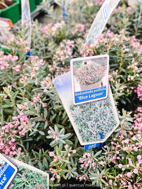MODRZEWNICA POSPOLITA Andromeda 'Blue Lagoon' RÓŻOWE KWIATY C2